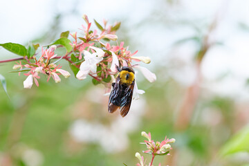 花の蜜を吸うクマバチ