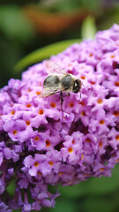 Bee on purple flower