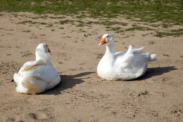 Wiejskie Gęsi © Wojciech Lisiński