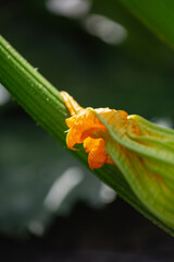 zucchini flowers-blossoms in german cottage garden