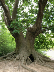 Fototapeta na wymiar Forest Tree with Exposed Tangled Roots - Epping Forest Background, London