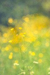 Soft Focus Buttercups in Sunshine Summer Background with Copy Space