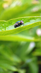 Fly on green leaf