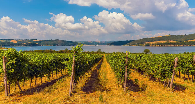 A view towards the lake Cabara past vines in Umbria, Italy in summer