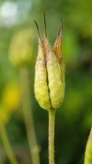 Green seed pod