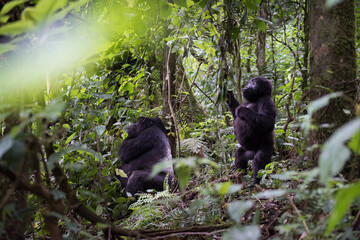 Family of mountain gorillas with a silverback, and baby gorilla in Uganda