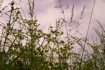 Grasses and plants against the sky