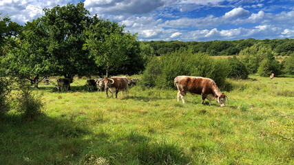 Naklejka na ściany i meble Rare breed English longhorn cow eatting grass in Epping Forest