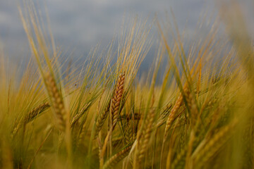 Barley field in a beautiful sunset.Common Barley, Hordeum vulgare