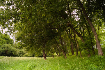 Landscape with trees in the park - Lublin