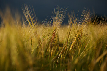 Common Barley, Hordeum vulgare