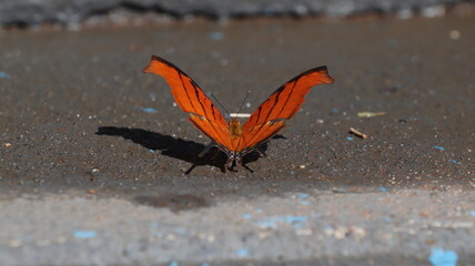 red admiral butterfly