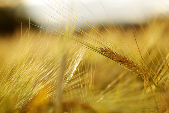 Common Barley, Hordeum Vulgare