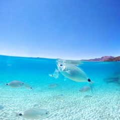 Fototapeta premium Fisch an der Wasseroberfläche
