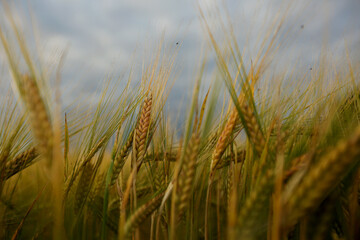 Barley field in a beautiful sunset.Common Barley, Hordeum vulgare