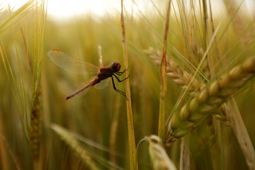 Common Barley, Hordeum vulgare