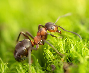 African ants