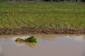 rice field in thailand