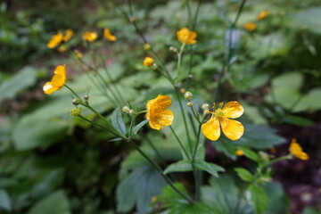 Little yellow flowers