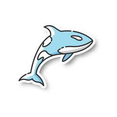 Orca patch. Dangerous swimming animal, sea life, ocean fauna RGB color printable sticker. Carnivore aquatic creature, underwater predator. Killer whale vector isolated illustration