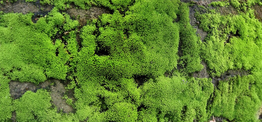 Green moss in wall.Natural carpet