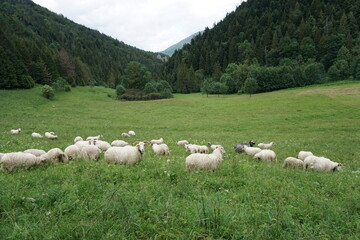 Fototapeta premium sheep in the meadow
