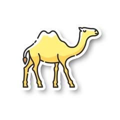Camel patch. Arabian domesticated animal, tropical climate fauna. Exotic wildlife, wilderness inhabitant RGB color printable sticker. Two humped camel vector isolated illustration