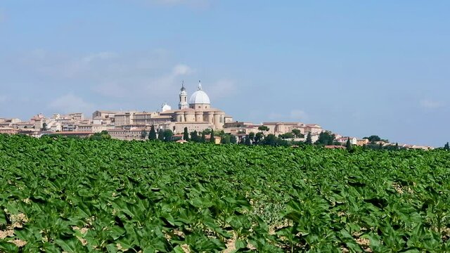 View of a field of young sunflowers plants moved by the wind outside the city of Loreto, a famous destination for pilgrimages in the marche province, italy. In the background the Santa Casa of Loreto 