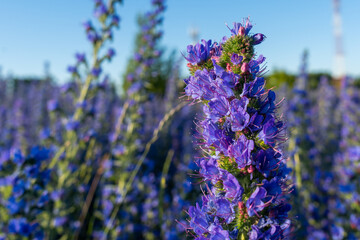 Obraz premium Echium vulgare vipers bugloss blooms in a meadow
