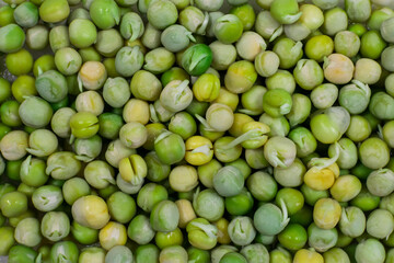 Pea seeds with sprouts close-up macro shot top view. Background of green peas with sprouts.
