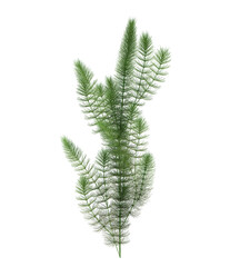 3d Render Brush Tree Isolated  on white