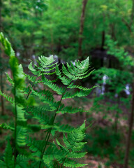 fern in the woods