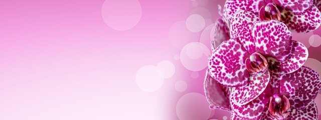Abstract background with pink lilac orchid flowers or as gift card