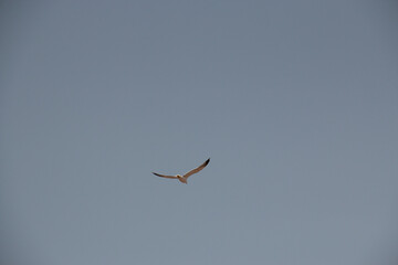 seagull flying free