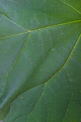 Fototapeta premium Close-up of green leaf. Natural background, texture, pattern