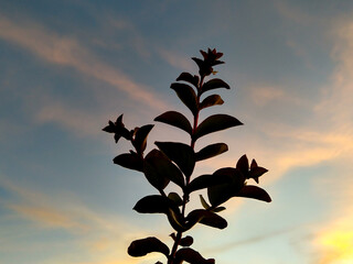 Lagerstroemia Indica also known as Crape Myrtle tree leaves are silhouetted against the sky