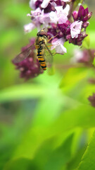 Hoverfly on purple flower
