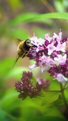 Bee on purple flower