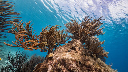 Seascape in shallow water of coral reef in Caribbean Sea / Curacao with fish, coral and sponge