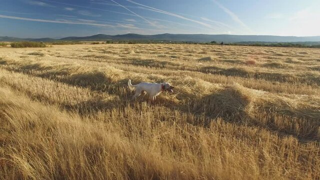 Pointer pedigree dogs in the field showing game