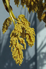 Palmblüten