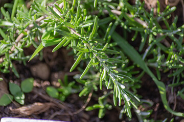 Fresh Rosemary Herb in a cottage garden outdoor growing