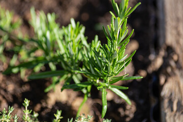Fresh Rosemary Herb in a cottage garden outdoor growing