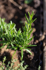 Fresh Rosemary Herb in a cottage garden outdoor growing