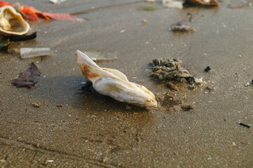 Beach scenery