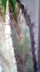 Cactus closeup
