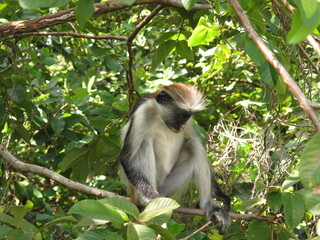 Äffchen in Sansibar