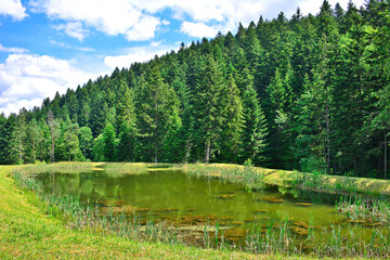 Fototapeta na wymiar Small pond in the forest at sunny day, Low Beskid, Poland