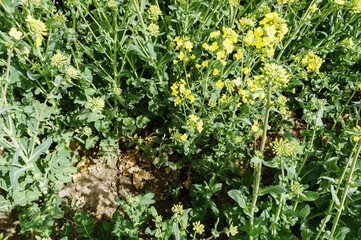 Yellow oilseed rape flowers. Flowering rapeseed. Cultivation of oilseeds.