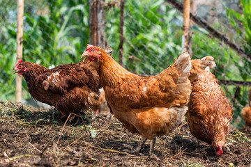 orange hens in the village peck grass. agriculture, organic products. they grow homemade meat and eggs.